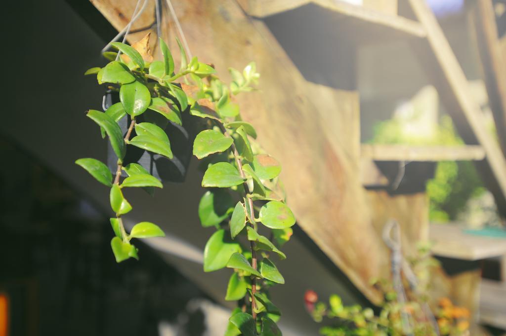 Manon Hostel Chiang Mai Værelse billede